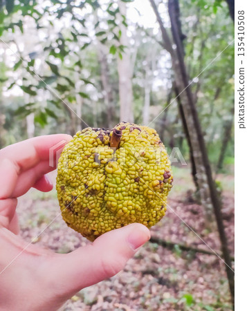 Closeup of a hand holding a unique green Osage orange fruit against a blurred forest backdrop. This bumpy hedge apple highlights natures odd textures and rustic seasonal foraging concepts. Closeup of a hand holding a unique green Osage orange fruit against a blurred forest backdrop. This bumpy hedge apple highlights natures odd textures and rustic seasonal foraging concepts. 135410508