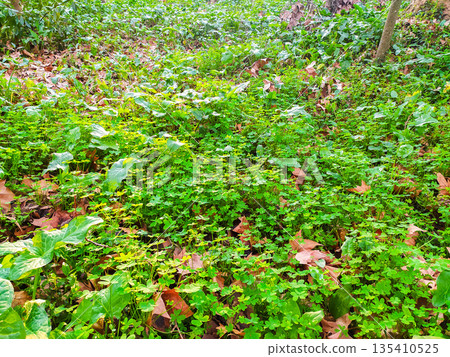 Lush green shamrocks and foliage cover the earth, mixed with fallen brown leaves. This vibrant forest floor texture symbolizes growth and renewal, ideal for ecothemed background designs. 135410525