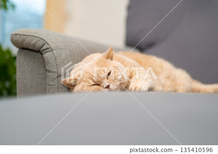 British shorthair cat of creme color is lying on the gray couch. Cute pet relaxation. British shorthair cat of creme color is lying on the gray couch. Cute pet relaxation. 135410596