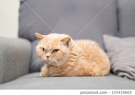 British shorthair cat of creme color is lying on the gray couch. Cute pet relaxation. British shorthair cat of creme color is lying on the gray couch. Cute pet relaxation. 135410603