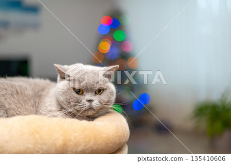 British cat is lying in front of the christmas tree with glowing lights. 135410606