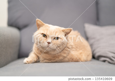 British shorthair cat of creme color is lying on the gray couch. Cute pet relaxation. 135410609