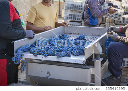 Men sorting dark grapes on transportation belt, wine making. Grape Sorting Process. Workers sorting freshly harvested blue grapes on vibrating table at winery, grape harvest season Men sorting dark grapes on transportation belt, wine making. Grape Sorting Process. Workers sorting freshly harvested blue grapes on vibrating table at winery, grape harvest season 135410695
