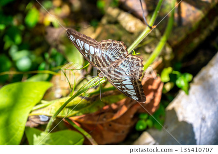 Colorful butterfly is sitting and eating on the green plant leaf. 135410707