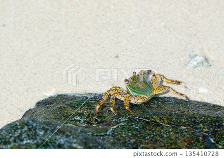 Green crab (latin name Grapsus albolineatus) on the stone in sea. 135410728