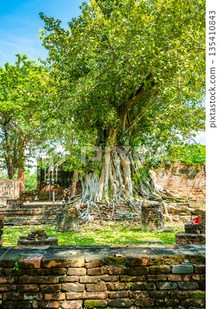 Ruins of ancient city and temples Ayutthaya, Thailand. Old kingdom of Siam. Summer day with blue sky. Famous tourist destination, spiritual place near Bangkok. 135410843