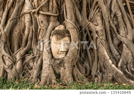The head of Buddha ingrowing in tree at Ayutthaya ruins of temple of former Siam kingdom (today Thailand). The head of Buddha ingrowing in tree at Ayutthaya ruins of temple of former Siam kingdom (today Thailand). 135410849