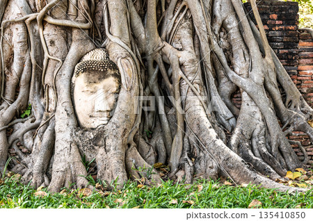 The head of Buddha ingrowing in tree at Ayutthaya ruins of temple of former Siam kingdom (today Thailand). 135410850