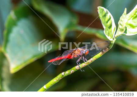 The Spine-tufted skimmer, or brown-backed red marsh hawk, is a species of dragonfly in the family Libellulidae. Dragonfly is sitting on the green leaf 135410859