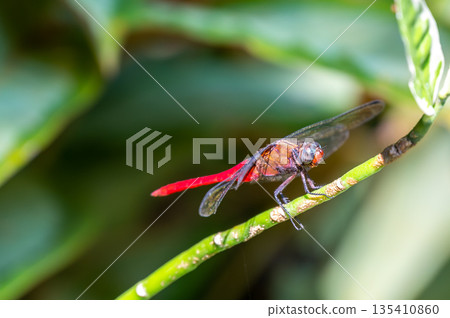 The Spine-tufted skimmer, or brown-backed red marsh hawk, is a species of dragonfly in the family Libellulidae. Dragonfly is sitting on the green leaf 135410860