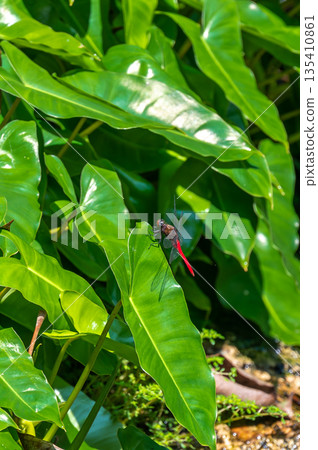 The Spine-tufted skimmer, or brown-backed red marsh hawk, is a species of dragonfly in the family Libellulidae. Dragonfly is sitting on the green leaf 135410861