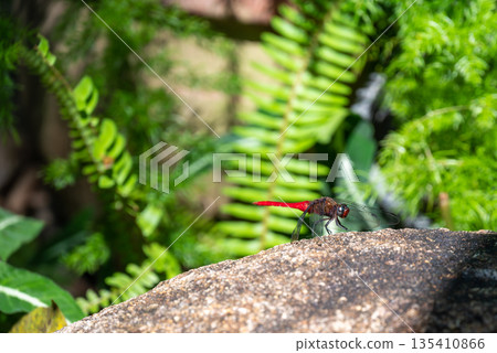 The Spine-tufted skimmer, or brown-backed red marsh hawk, is a species of dragonfly in the family Libellulidae. Dragonfly is sitting on the green leaf 135410866