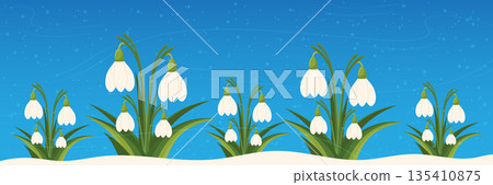 Spring snowdrops blooming in snow on blue background panoramic vector illustration banner. Spring snowdrops blooming in snow on blue background panoramic vector illustration banner. 135410875