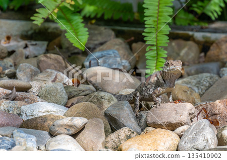 Brown lizard is eating the insect at ground. 135410902