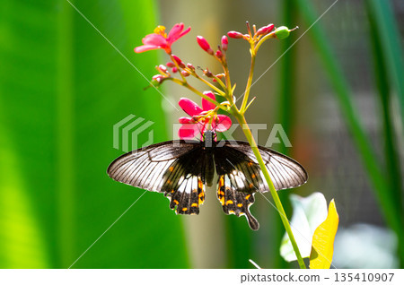 Colorful butterfly is sitting and eating on the green plant leaf. 135410907