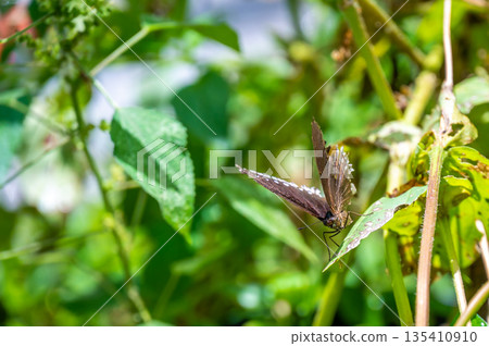 Colorful butterfly is sitting and eating on the green plant leaf. 135410910