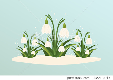 Spring snowdrops blooming in snow on blue background flat vector illustration. 135410913