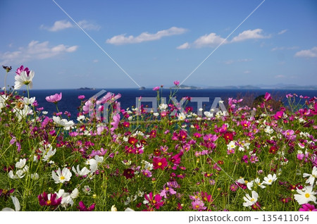 Cosmos field overlooking Gunkanjima Cosmos field overlooking Gunkanjima 135411054