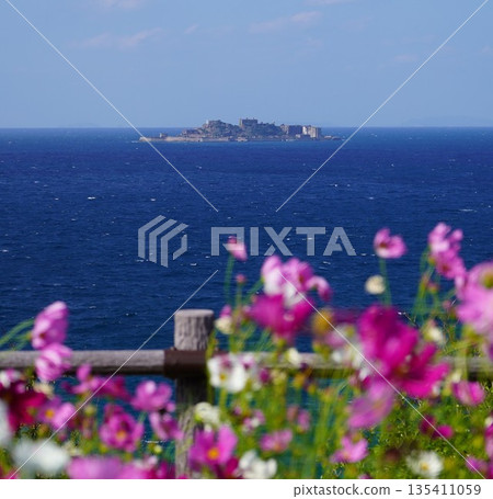 Cosmos field overlooking Gunkanjima 135411059
