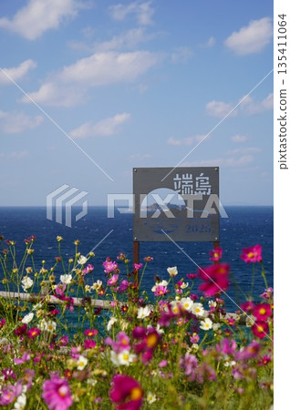 Cosmos field overlooking Gunkanjima 135411064