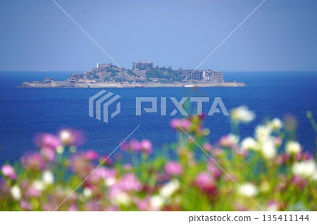 Cosmos field overlooking Gunkanjima Cosmos field overlooking Gunkanjima 135411144
