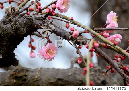 梅花的芽 梅花的芽 135411170