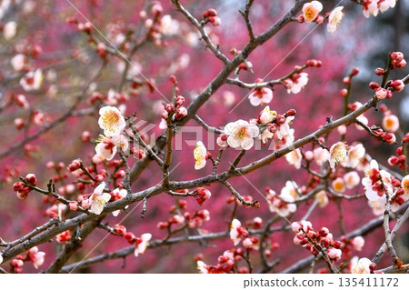 Plum blossoms starting to bloom Plum blossoms starting to bloom 135411172