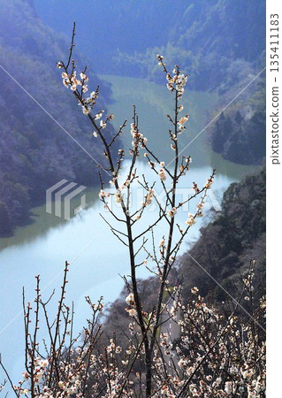The plum blossoms of Tsukigase are beginning to bloom The plum blossoms of Tsukigase are beginning to bloom 135411183