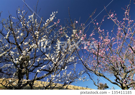 White and red plum blossoms shining against the blue sky White and red plum blossoms shining against the blue sky 135411185
