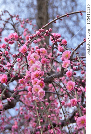 盛開的垂枝梅花 盛開的垂枝梅花 135411189