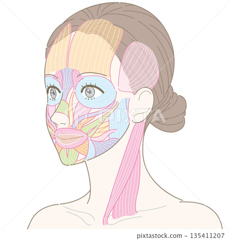 Facial muscles and sternocleidomastoid muscle (unnamed) seen from an oblique angle Facial muscles and sternocleidomastoid muscle (unnamed) seen from an oblique angle 135411207