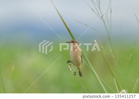 黑喉鴝 黑喉鴝 135411257