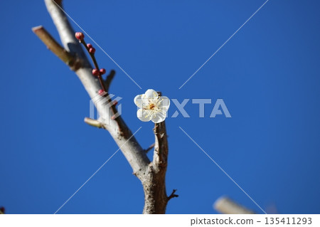 A beautiful white plum blossom against the blue sky in winter A beautiful white plum blossom against the blue sky in winter 135411293