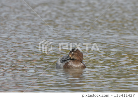 紅頭潛鴨 135411427