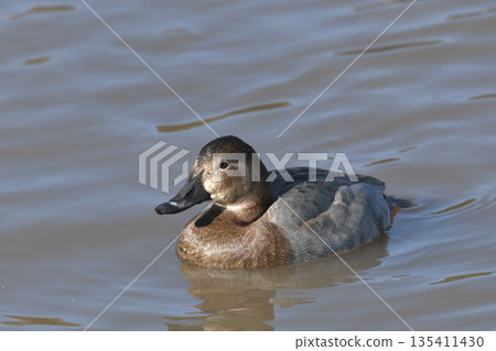 紅頭潛鴨 135411430