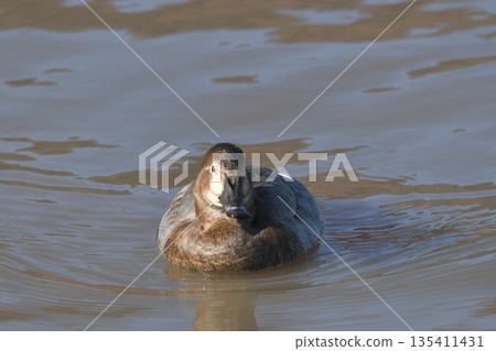 紅頭潛鴨 135411431