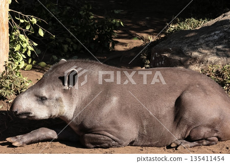 American tapir American tapir 135411454