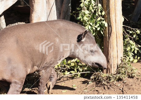 American tapir American tapir 135411458