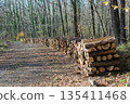 Fire wood tree  logs stock  trunks piled up 135411468