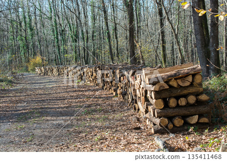 Fire wood tree logs stock trunks piled up Fire wood tree logs stock trunks piled up 135411468