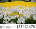 Colorful tulip flowers bloom in the garden 135411470