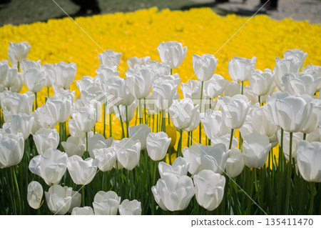 Colorful tulip flowers bloom in the garden Colorful tulip flowers bloom in the garden 135411470