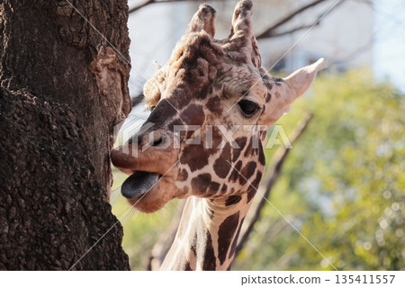 Giraffe Giraffe 135411557