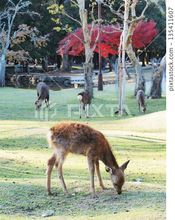 Deer and autumn leaves in Nara Park, Nara Prefecture, November 135411607