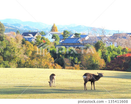 Tobihino, Nara Prefecture, Landscape with deer, November Tobihino, Nara Prefecture, Landscape with deer, November 135411608
