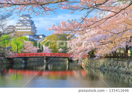 [Hyogo Prefecture] Himeji Castle's inner moat and cherry blossoms in full bloom on a clear day 135411646