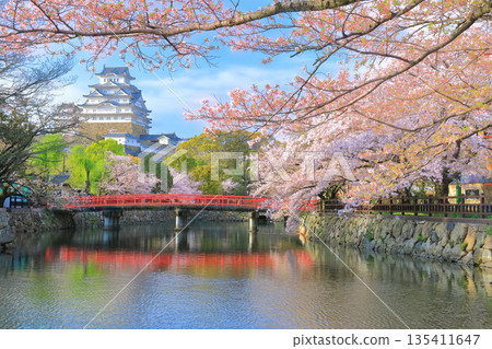 [兵庫縣] 姬路城內護城河和櫻花盛開的晴天 135411647