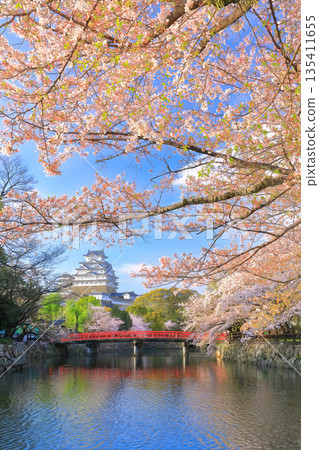 [Hyogo Prefecture] Himeji Castle's inner moat and cherry blossoms in full bloom on a clear day 135411655