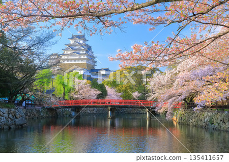 [兵庫縣] 姬路城內護城河和櫻花盛開的晴天 135411657