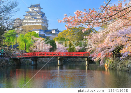 [Hyogo Prefecture] Himeji Castle's inner moat and cherry blossoms in full bloom on a clear day 135411658